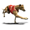 Greyhound Todays Card 